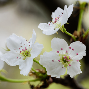 国内自拍青青草
